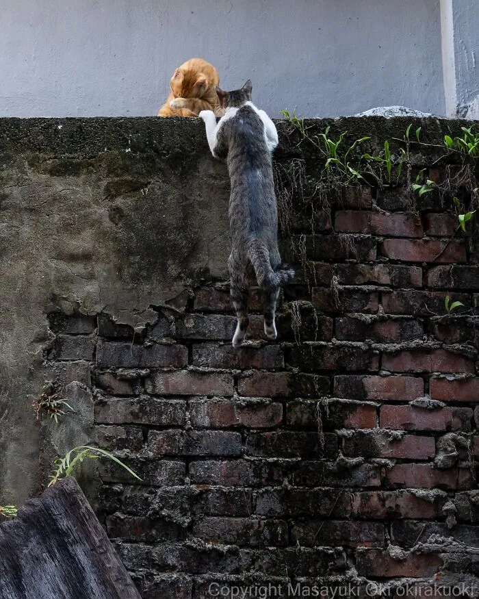Masayuki Oki’s 50 Latest Street Cat Photos Perfectly Capture The Chaos Of Feline Life