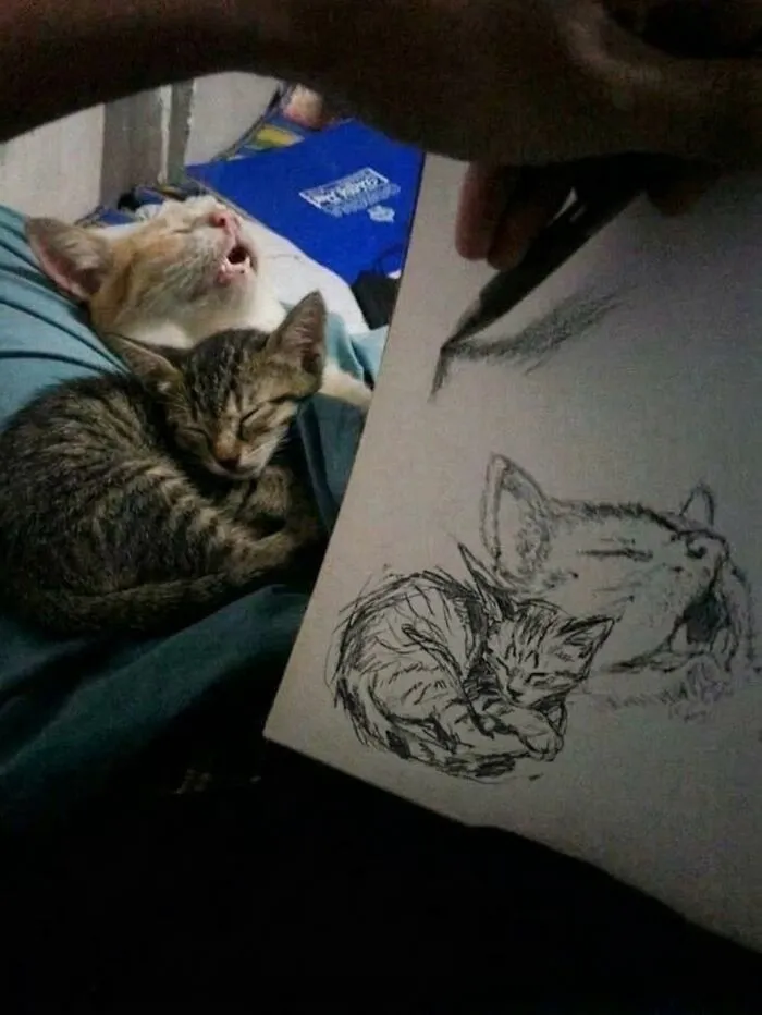 ‘Soft Cat Memes’: 45 Cute And Hilarious Pics for Your Daily Dose Of Feline Fun (New Pics)
