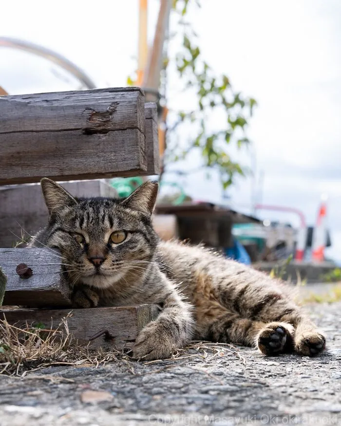 Masayuki Oki’s 50 Latest Street Cat Photos Perfectly Capture The Chaos Of Feline Life