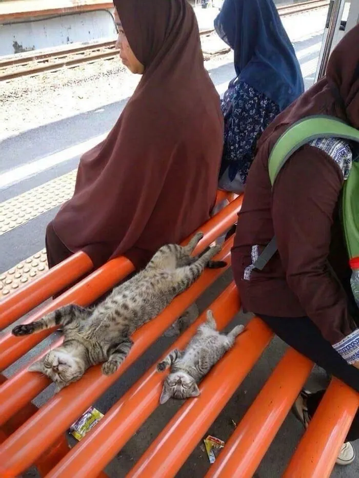 ‘Soft Cat Memes’: 45 Cute And Hilarious Pics for Your Daily Dose Of Feline Fun (New Pics)