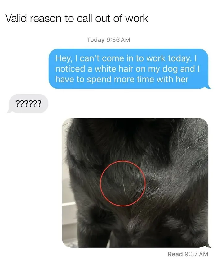 This Page Shared 38 Dog Memes That Capture How Hilariously Strange Canine Logic Is