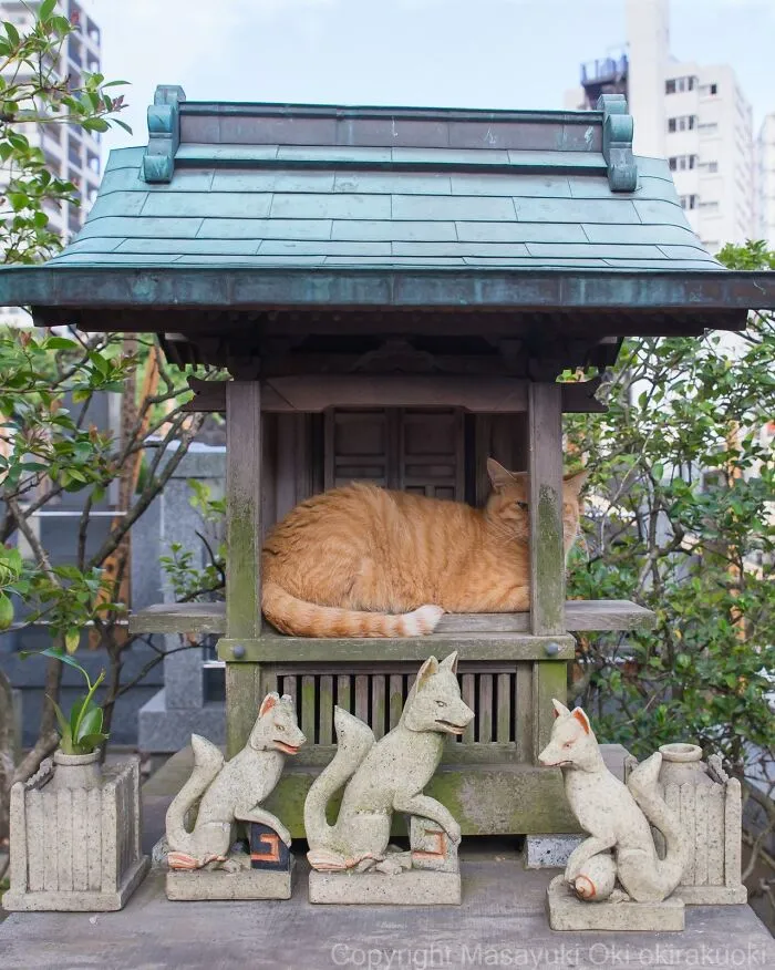 Masayuki Oki’s 50 Latest Street Cat Photos Perfectly Capture The Chaos Of Feline Life