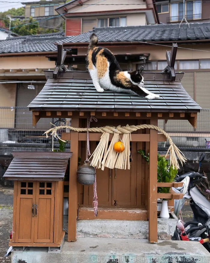 Masayuki Oki’s 50 Latest Street Cat Photos Perfectly Capture The Chaos Of Feline Life