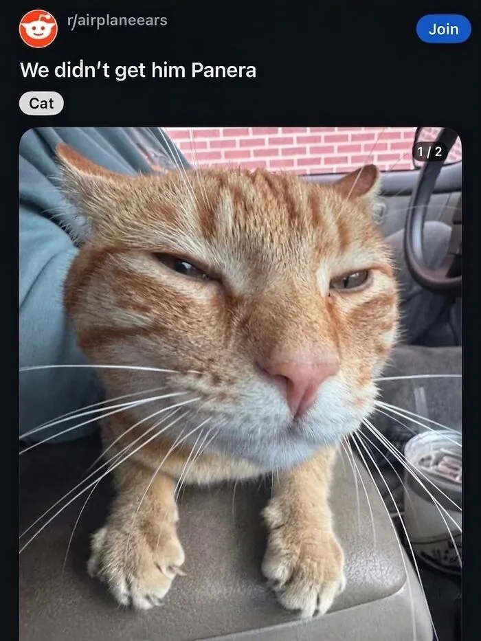 ‘Soft Cat Memes’: 45 Cute And Hilarious Pics for Your Daily Dose Of Feline Fun (New Pics)