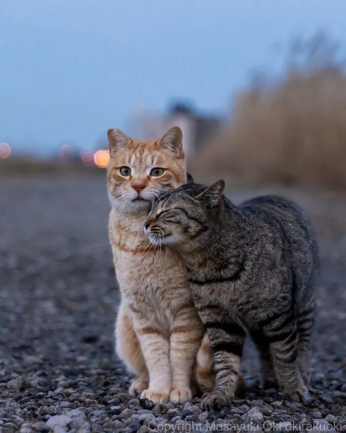 Masayuki Oki’s 50 Latest Street Cat Photos Perfectly Capture The Chaos Of Feline Life