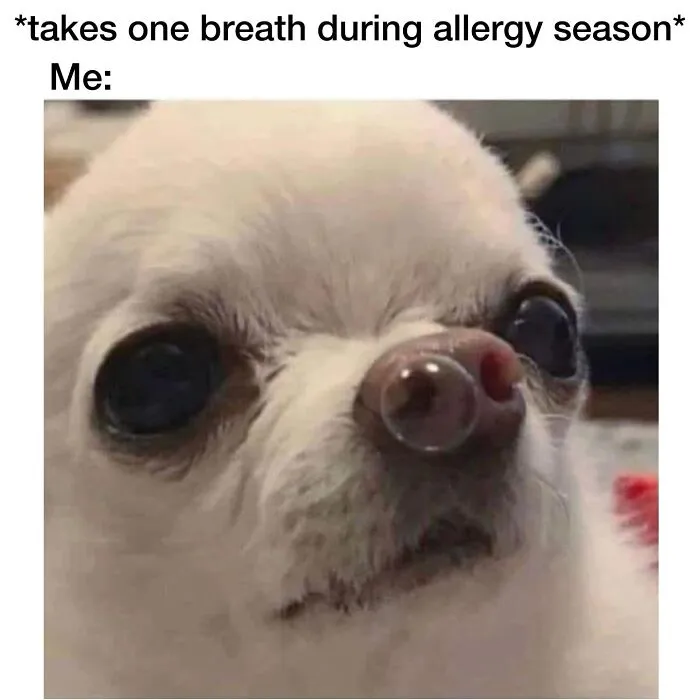 This Page Shared 38 Dog Memes That Capture How Hilariously Strange Canine Logic Is