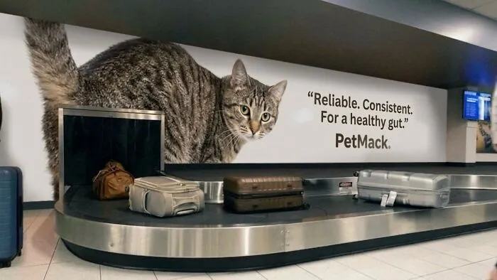 ‘Soft Cat Memes’: 45 Cute And Hilarious Pics for Your Daily Dose Of Feline Fun (New Pics)