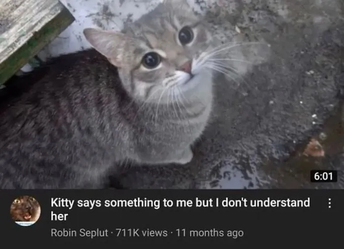 50 Hilarious Memes And Moments Caught On Camera, As Shared By ‘Cats Without Context’