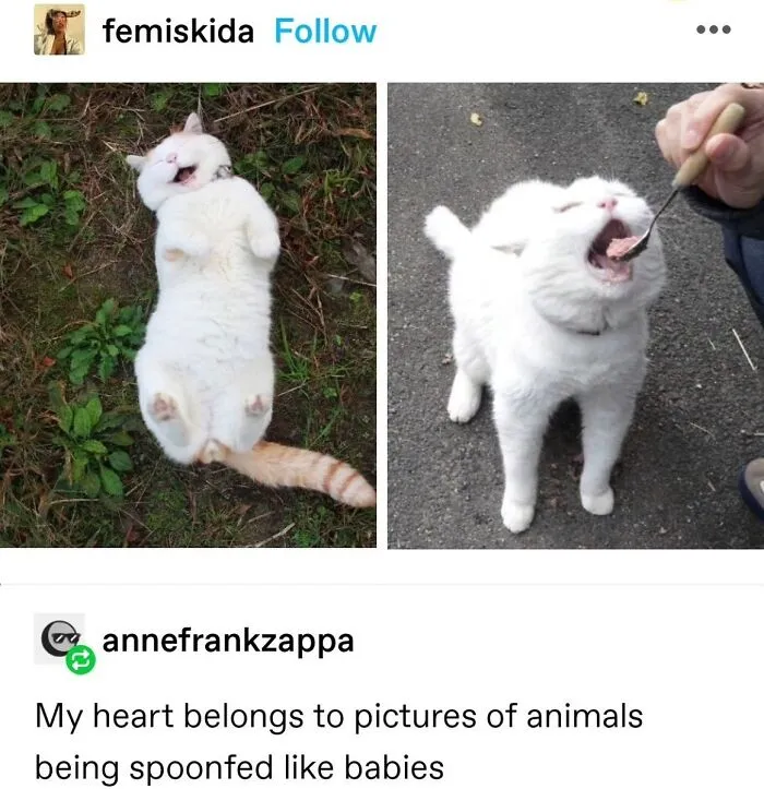 50 Hilarious Memes And Moments Caught On Camera, As Shared By ‘Cats Without Context’
