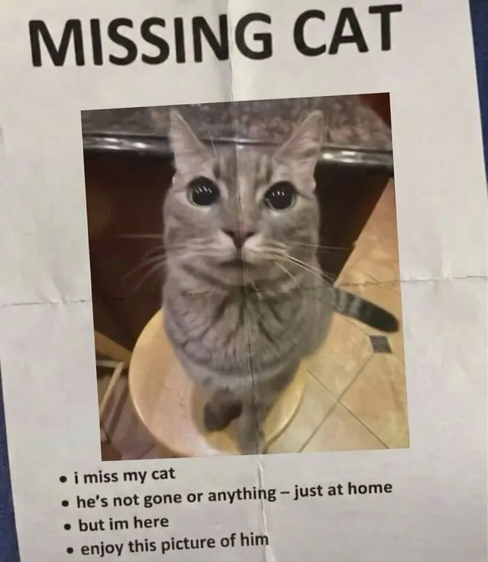 ‘Soft Cat Memes’: 45 Cute And Hilarious Pics for Your Daily Dose Of Feline Fun (New Pics)