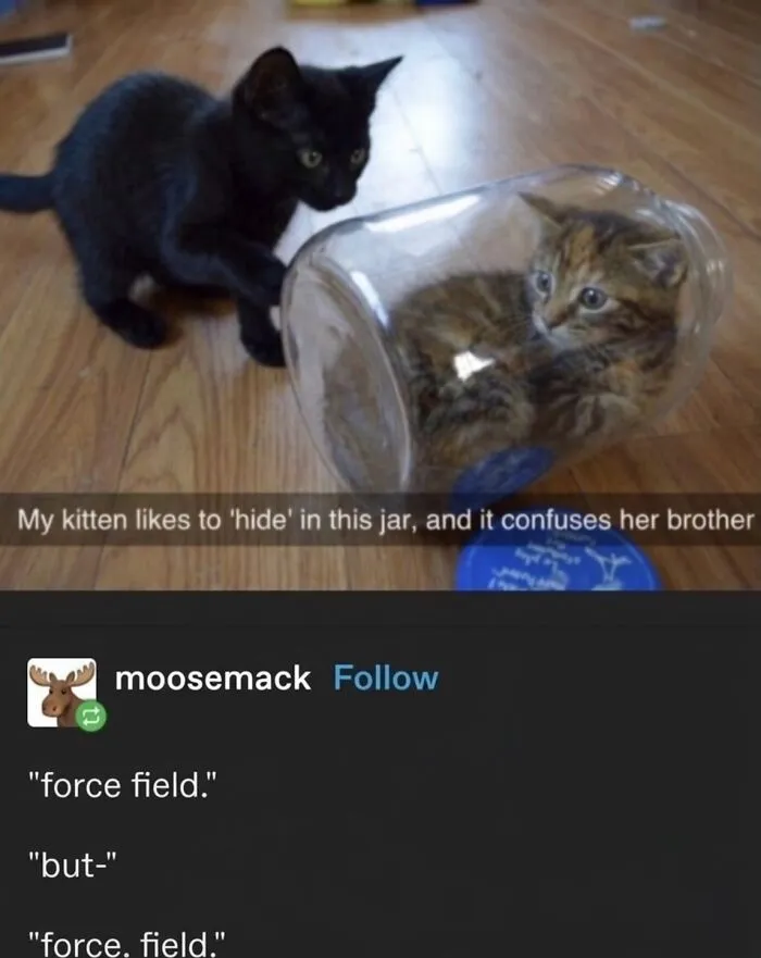 ‘Soft Cat Memes’: 45 Cute And Hilarious Pics for Your Daily Dose Of Feline Fun (New Pics)