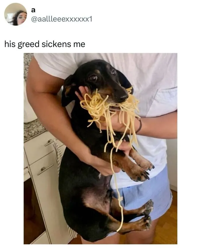 This Page Shared 38 Dog Memes That Capture How Hilariously Strange Canine Logic Is