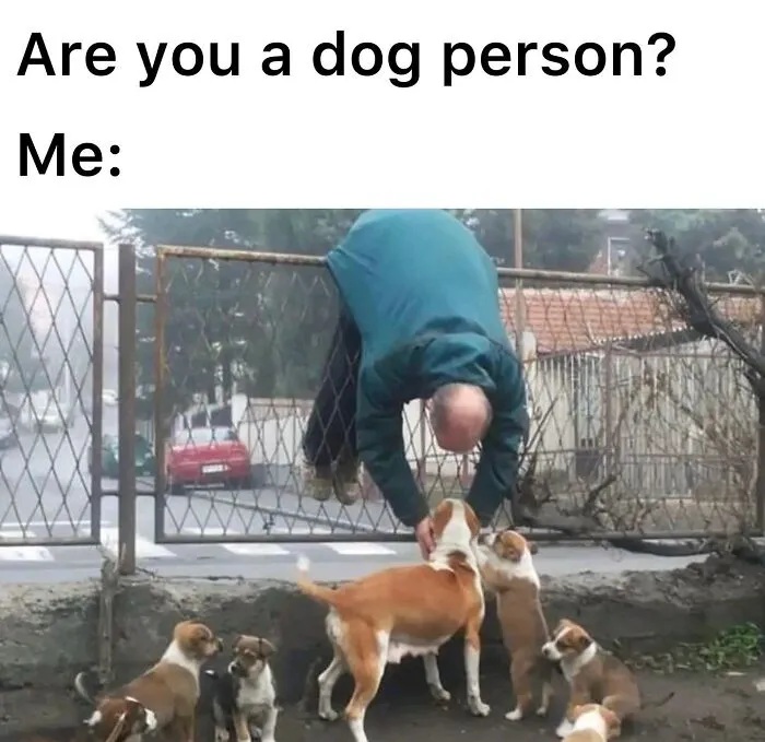 This Page Shared 38 Dog Memes That Capture How Hilariously Strange Canine Logic Is