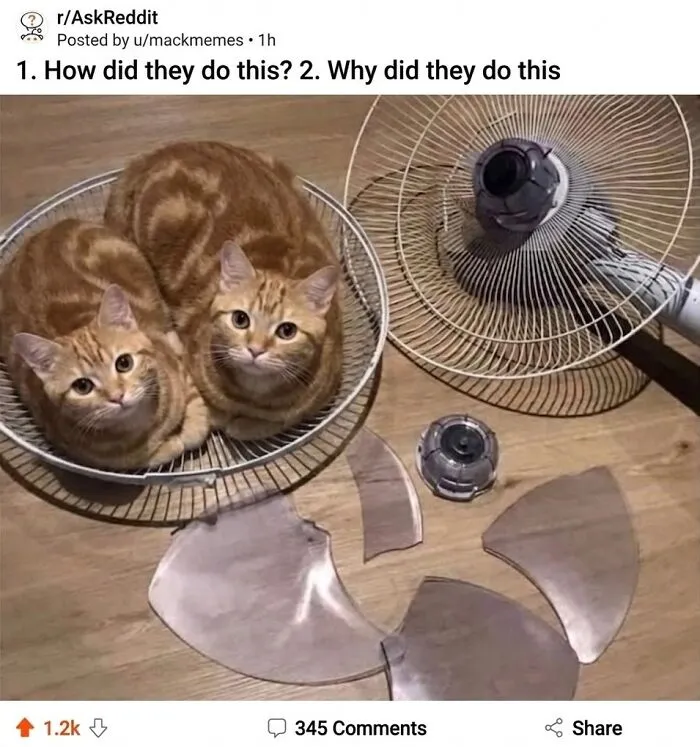 ‘Soft Cat Memes’: 45 Cute And Hilarious Pics for Your Daily Dose Of Feline Fun (New Pics)