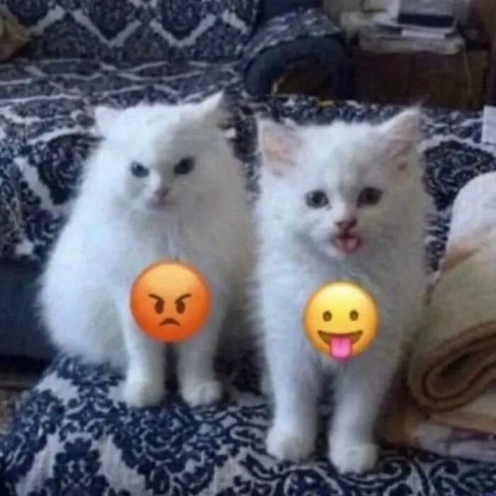 ‘Soft Cat Memes’: 45 Cute And Hilarious Pics for Your Daily Dose Of Feline Fun (New Pics)