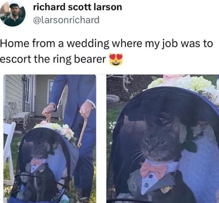 50 Hilarious Memes And Moments Caught On Camera, As Shared By ‘Cats Without Context’