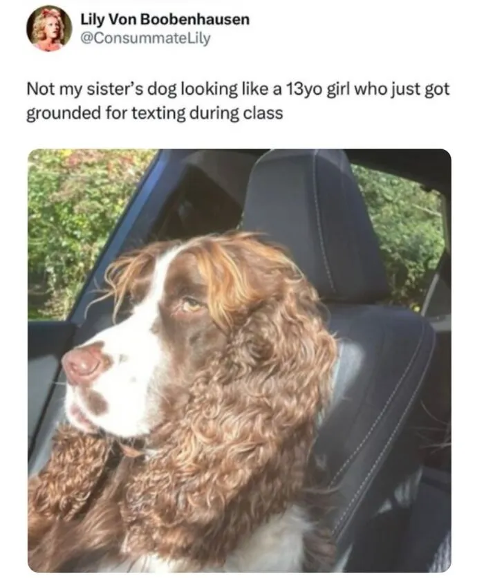 This Page Shared 38 Dog Memes That Capture How Hilariously Strange Canine Logic Is