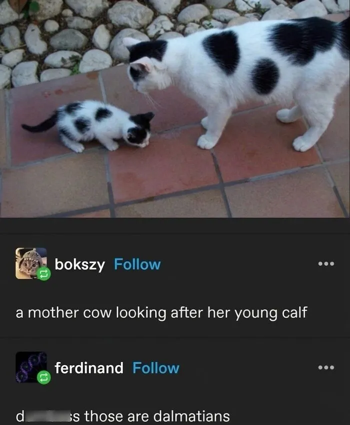 ‘Soft Cat Memes’: 45 Cute And Hilarious Pics for Your Daily Dose Of Feline Fun (New Pics)