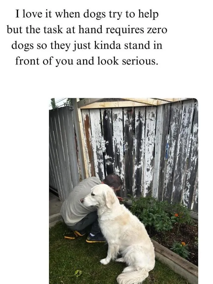 This Page Shared 38 Dog Memes That Capture How Hilariously Strange Canine Logic Is
