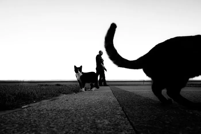 This Photographer Finds The Beauty And Peace Of Capturing Cats In Everyday Street Scenes (29 Pics)