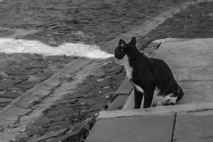 This Photographer Finds The Beauty And Peace Of Capturing Cats In Everyday Street Scenes (29 Pics)