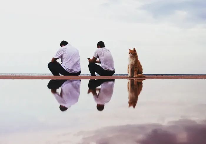 This Photographer Finds The Beauty And Peace Of Capturing Cats In Everyday Street Scenes (29 Pics)