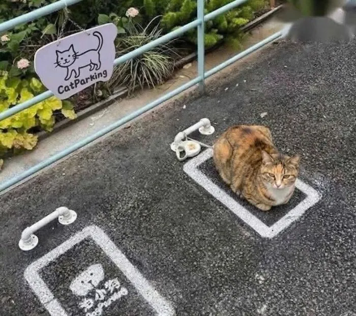 ‘Soft Cat Memes’: 45 Cute And Hilarious Pics for Your Daily Dose Of Feline Fun (New Pics)