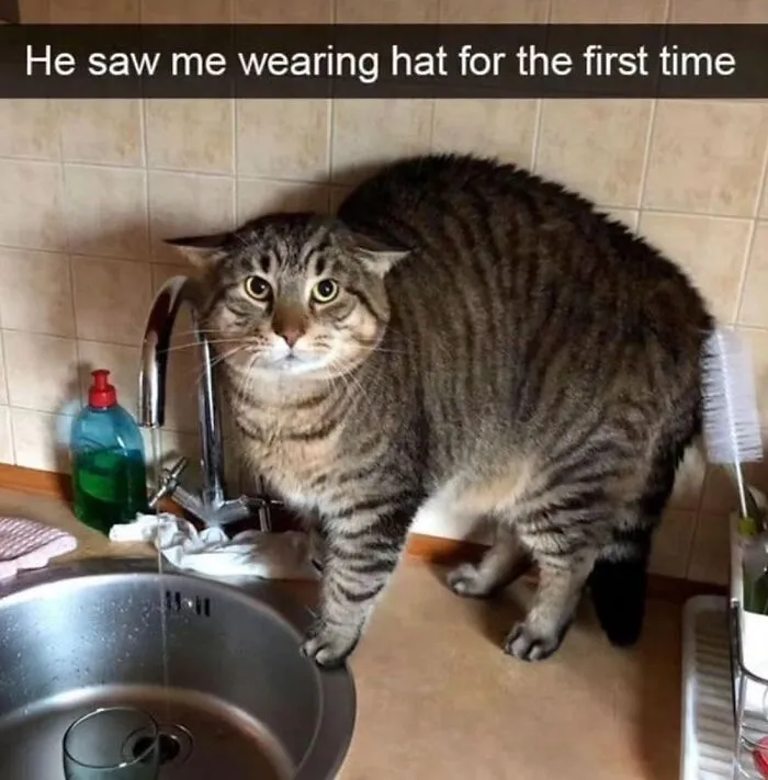 50 Hilarious Memes And Moments Caught On Camera, As Shared By ‘Cats Without Context’