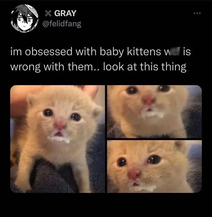 50 Hilarious Memes And Moments Caught On Camera, As Shared By ‘Cats Without Context’