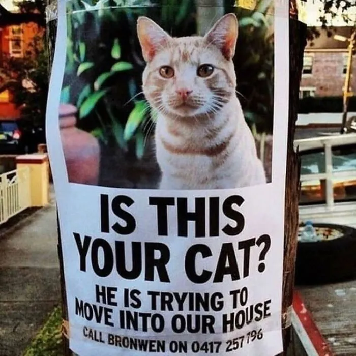 50 Hilarious Memes And Moments Caught On Camera, As Shared By ‘Cats Without Context’