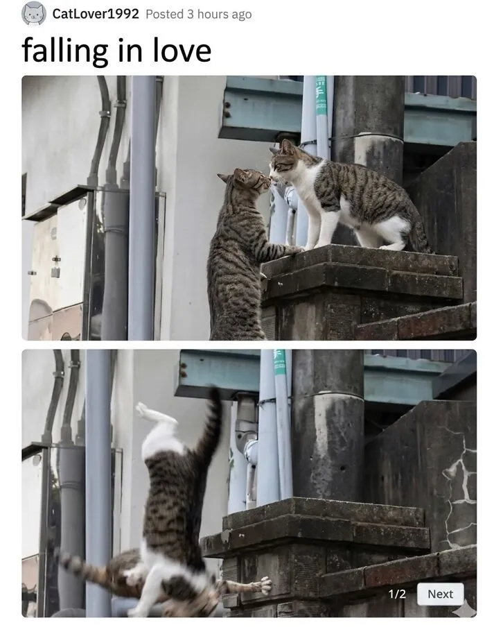 ‘Soft Cat Memes’: 45 Cute And Hilarious Pics for Your Daily Dose Of Feline Fun (New Pics)
