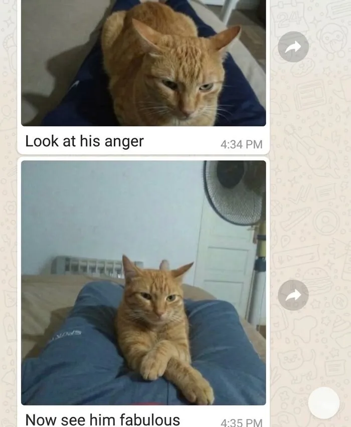 ‘Soft Cat Memes’: 45 Cute And Hilarious Pics for Your Daily Dose Of Feline Fun (New Pics)