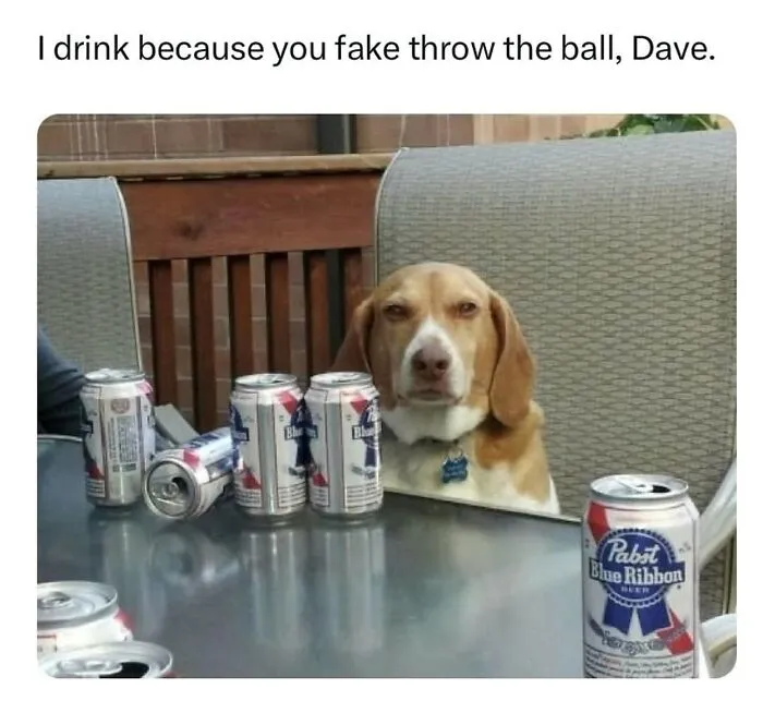 This Page Shared 38 Dog Memes That Capture How Hilariously Strange Canine Logic Is