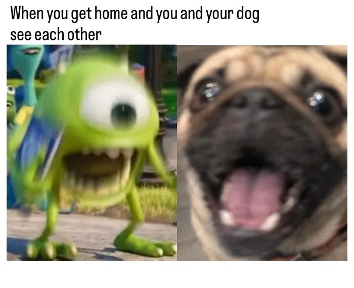 This Page Shared 38 Dog Memes That Capture How Hilariously Strange Canine Logic Is