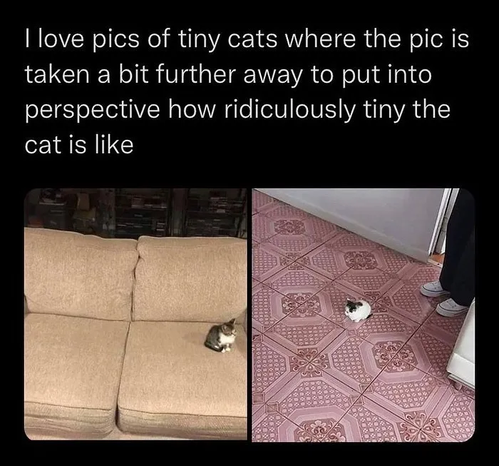 50 Hilarious Memes And Moments Caught On Camera, As Shared By ‘Cats Without Context’