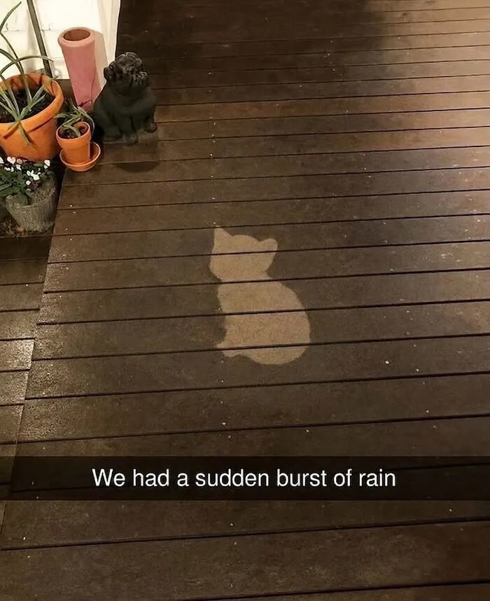 ‘Soft Cat Memes’: 45 Cute And Hilarious Pics for Your Daily Dose Of Feline Fun (New Pics)