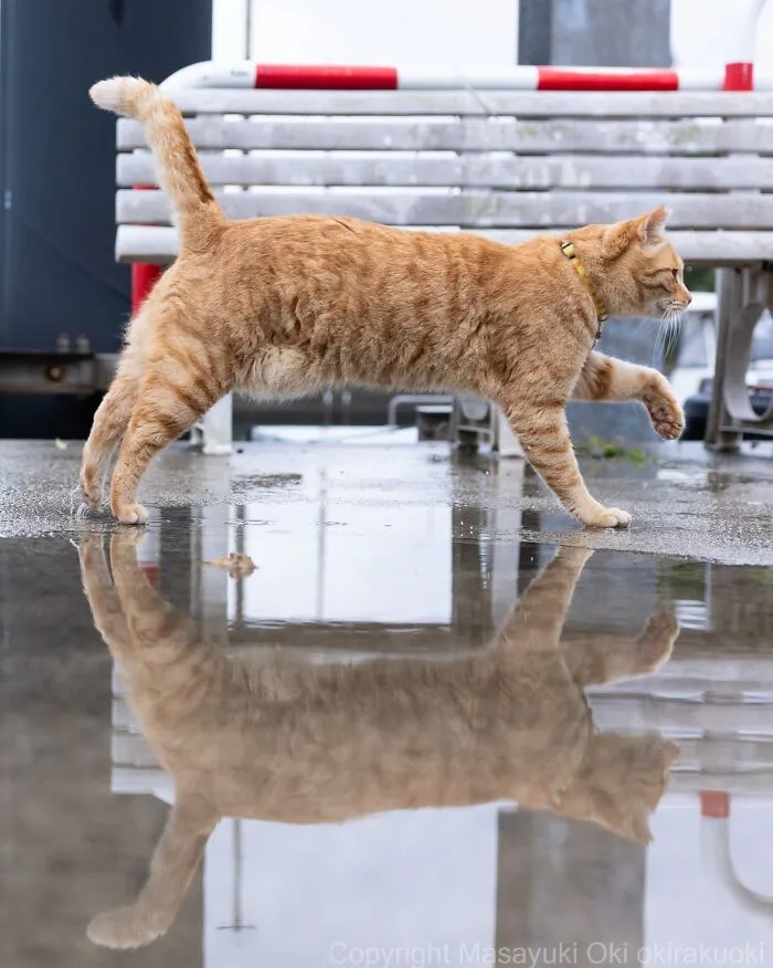 Masayuki Oki’s 50 Latest Street Cat Photos Perfectly Capture The Chaos Of Feline Life