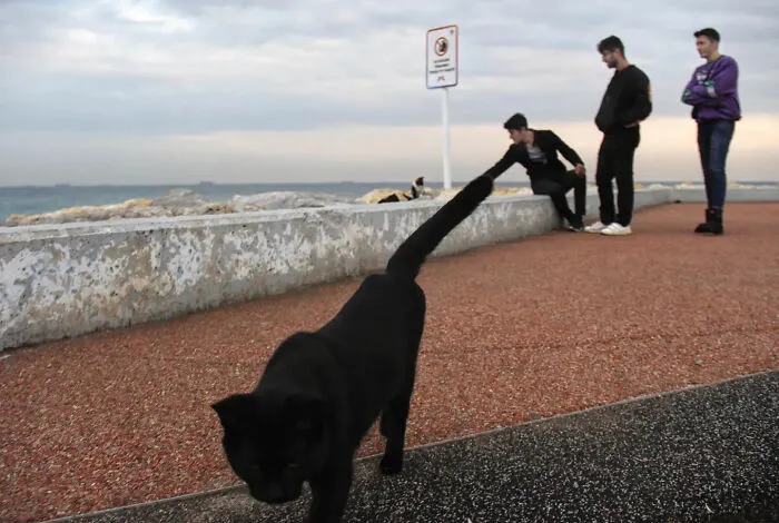 This Photographer Finds The Beauty And Peace Of Capturing Cats In Everyday Street Scenes (29 Pics)