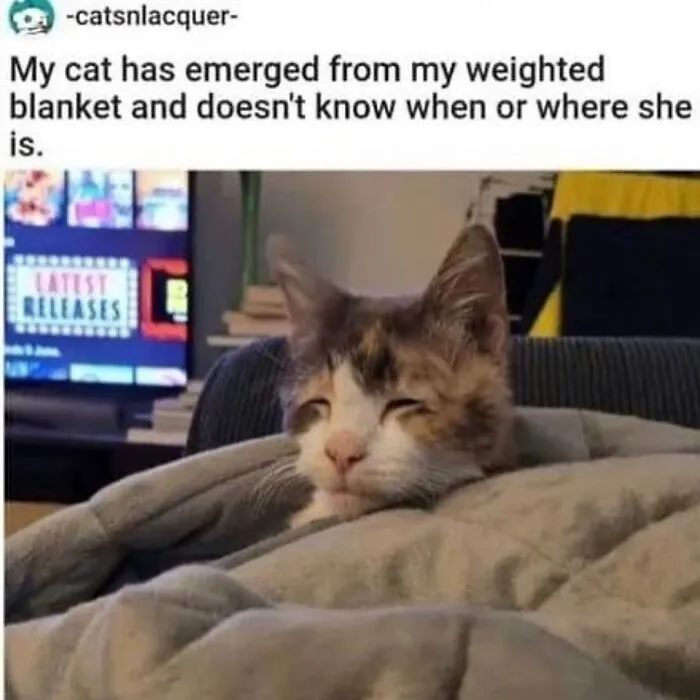 50 Hilarious Memes And Moments Caught On Camera, As Shared By ‘Cats Without Context’