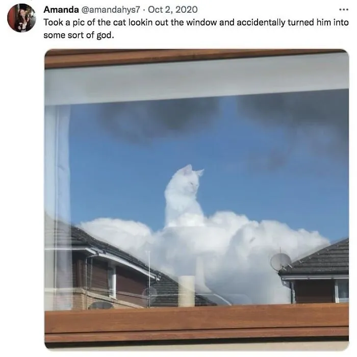 50 Hilarious Memes And Moments Caught On Camera, As Shared By ‘Cats Without Context’