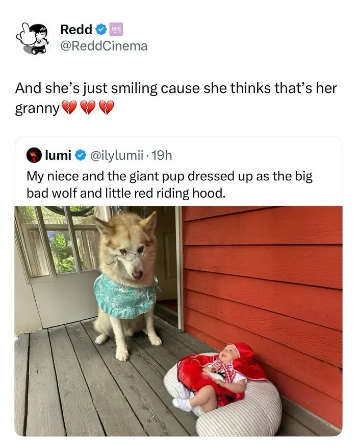 This Page Shared 38 Dog Memes That Capture How Hilariously Strange Canine Logic Is