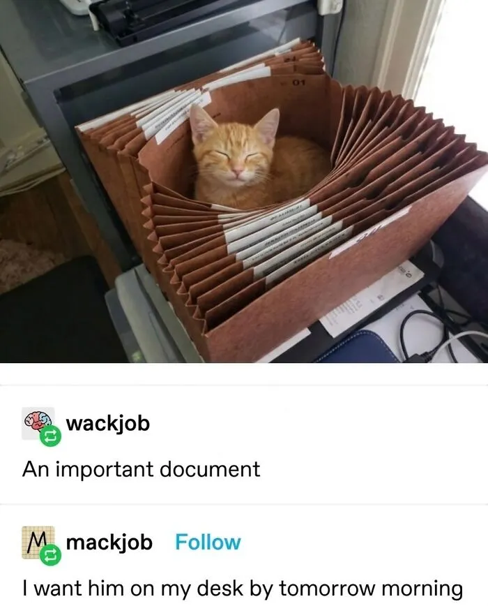 ‘Soft Cat Memes’: 45 Cute And Hilarious Pics for Your Daily Dose Of Feline Fun (New Pics)
