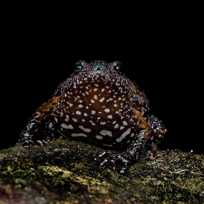 This Photographer Captured The Hidden Beauty Of Frogs In 22 Stunning Shots (New Pics)