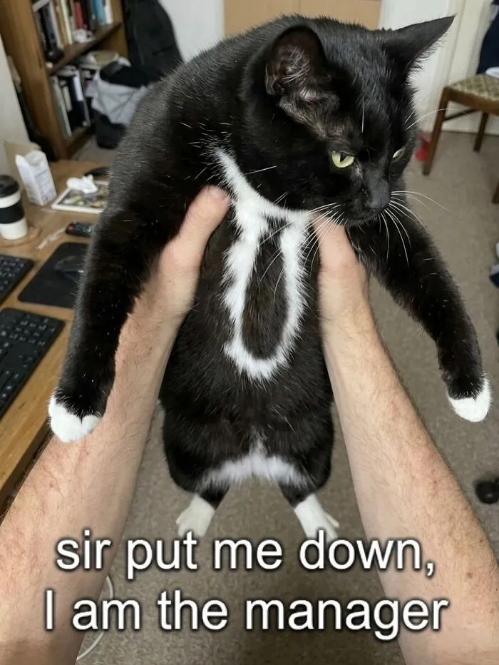 ‘Soft Cat Memes’: 45 Cute And Hilarious Pics for Your Daily Dose Of Feline Fun (New Pics)