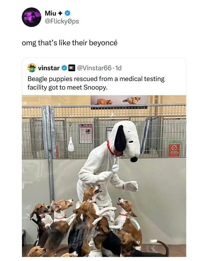 This Page Shared 38 Dog Memes That Capture How Hilariously Strange Canine Logic Is