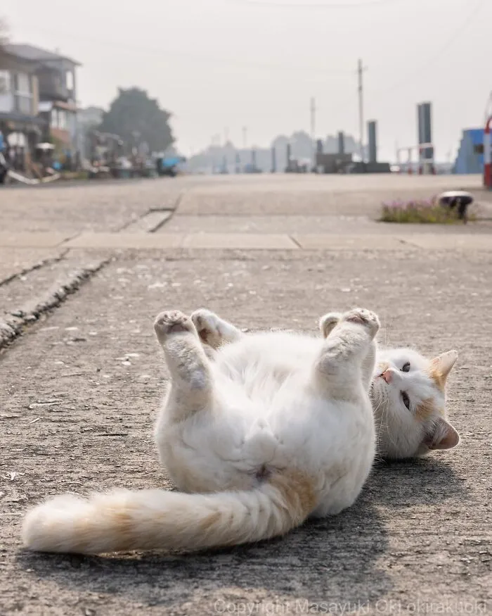 Masayuki Oki’s 50 Latest Street Cat Photos Perfectly Capture The Chaos Of Feline Life