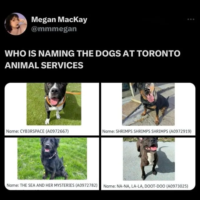 This Page Shared 38 Dog Memes That Capture How Hilariously Strange Canine Logic Is