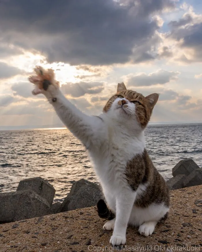 Masayuki Oki’s 50 Latest Street Cat Photos Perfectly Capture The Chaos Of Feline Life