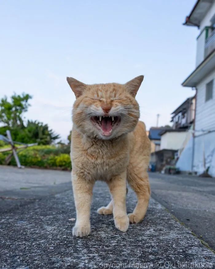 Masayuki Oki’s 50 Latest Street Cat Photos Perfectly Capture The Chaos Of Feline Life