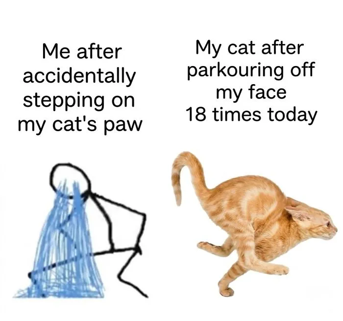 ‘Soft Cat Memes’: 45 Cute And Hilarious Pics for Your Daily Dose Of Feline Fun (New Pics)